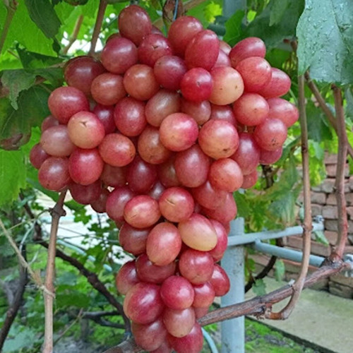 Саженцы винограда Красная Роза (черенкованный) - 2-летний Черновцы - изображение 2