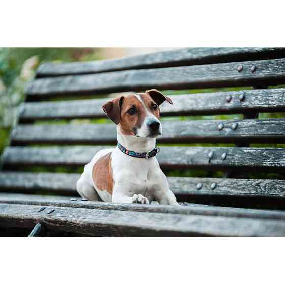 Нашийник для собак шкіряний WAUDOG Design з QR паспортом, малюнок "Літо", XS, Ш 12 мм, Дов 20-2 Коломия