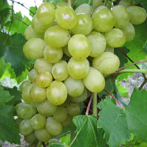 Саженцы винограда Болгария (черенкованный) - 2-летний Черновцы