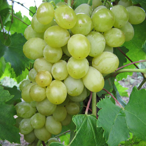 Саженцы винограда Болгария (черенкованный) - 2-летний Черновцы - изображение 1