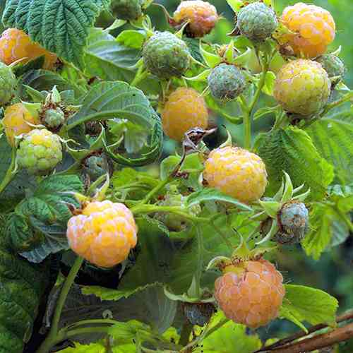 Саженцы малины Ананасная Выгорова (черенкованная) - 1-летняя Черновцы