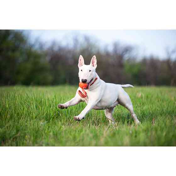 М'ячик ЛАЙКЕР7 Лайн, діаметр 7 см Вінниця