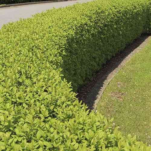 Саженцы бирючины Китайская (черенкованный) - 1-летний Черновцы