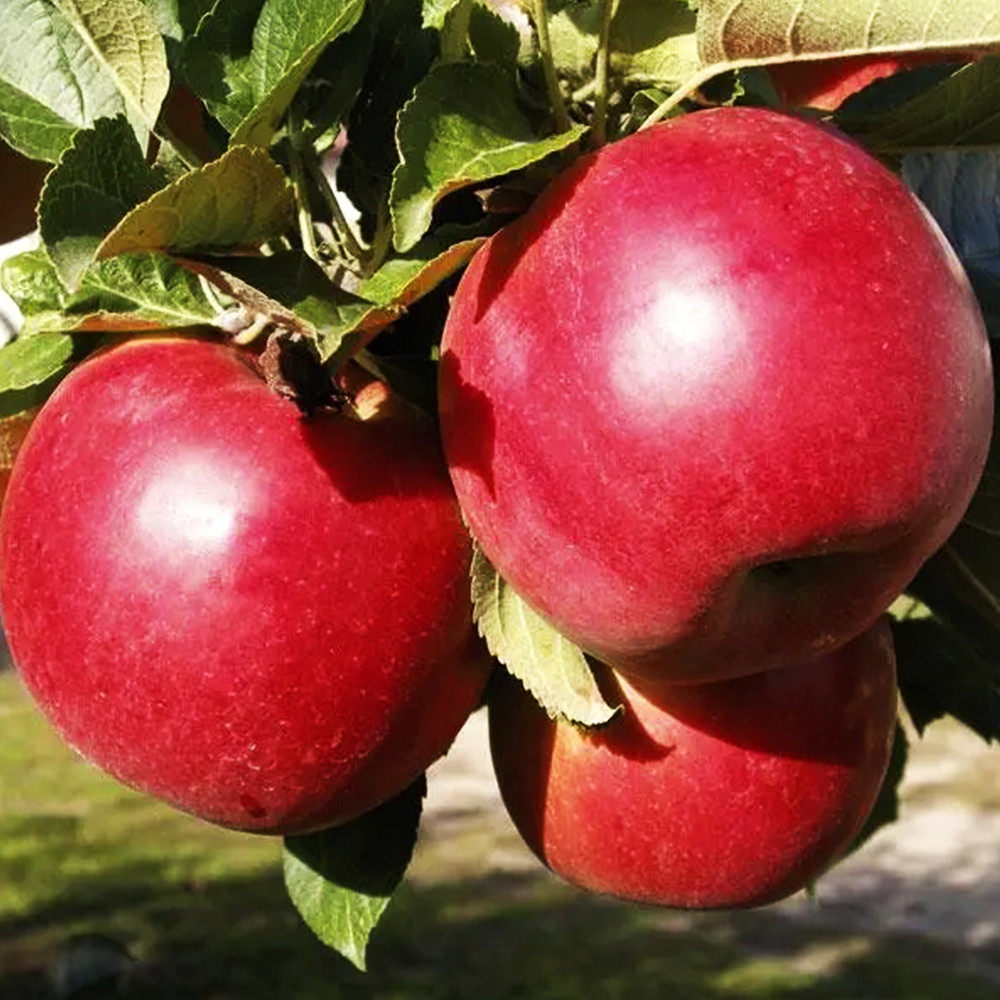Саженцы яблони Айдаред (привитый) - 2-летний Черновцы - изображение 1