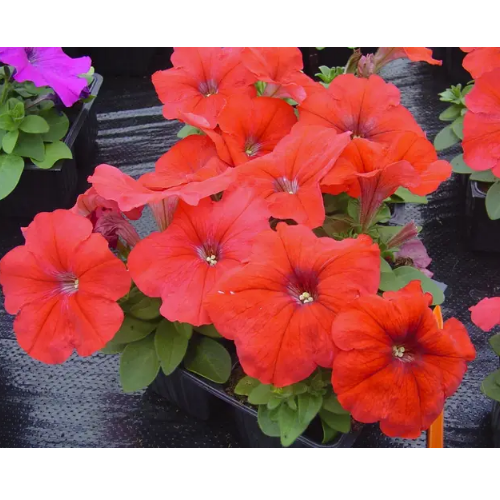 Петунія мультіфлора Мамбо F1 червона 20шт Професійне насіння Житомир - изображение 3