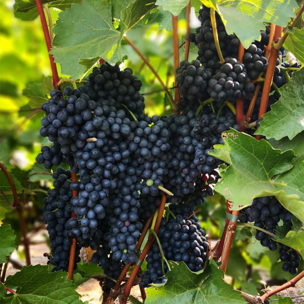 Cаджанці винограду Красень (черенкований) - 1-річний Чернівці - фото 1