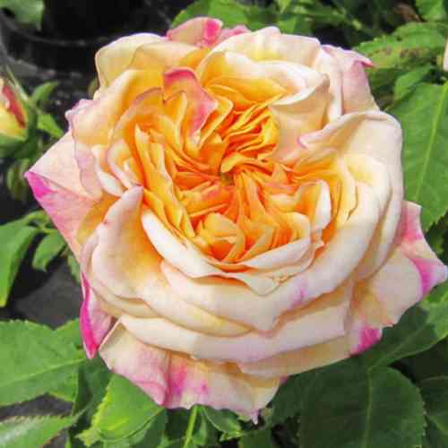 Саженцы роз Алхимик (привитый) - 2-летний Черновцы