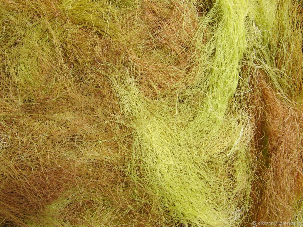 Кукурудзяні рильця (Кукурузные рыльца) 100г master sem Киев - изображение 1