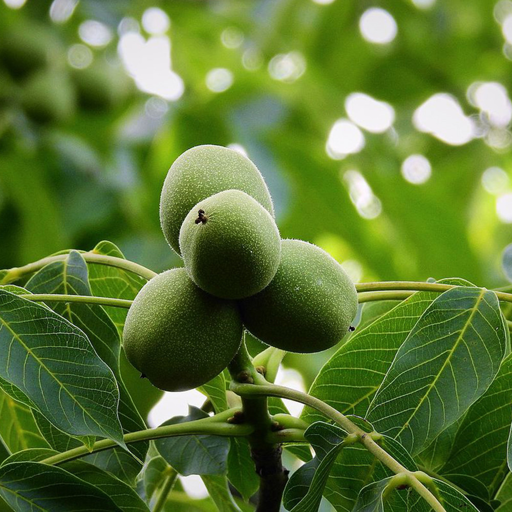 Саджанці грецького горіха Садко (привитий) - 2-річний Чернівці - фото 2