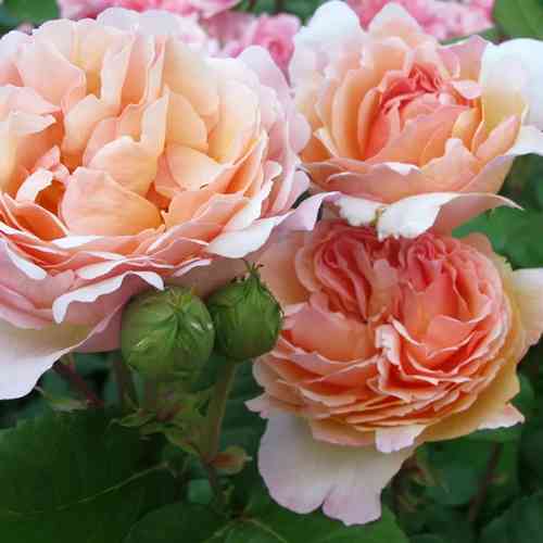 Саджанці троянд Принцесс Шарм (привитий) - 2-річний Чернівці