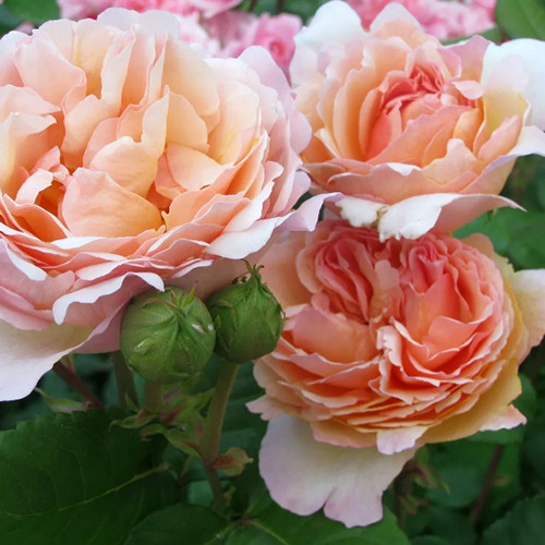 Саджанці троянд Принцесс Шарм (привитий) - 2-річний Чернівці - фото 1