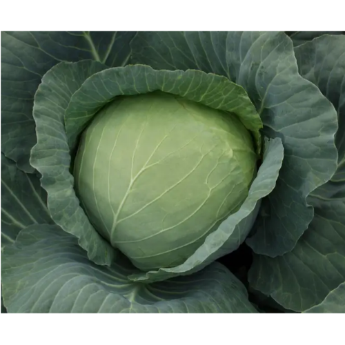 Капуста білоголова Харківська зимова 10гр Смачний Житомир - фото 2