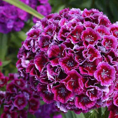 Саджанці гвоздики Турецька (черенкований) - 2-річний Чернівці