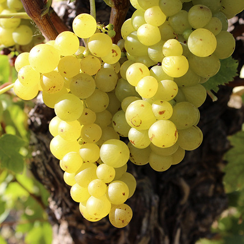 Саженцы винограда Мускатель (черенкованный) - 1-летний Черновцы - изображение 1