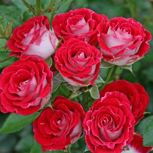 Саженцы роз Шон Коблензерин (привитый) - 2-летний Черновцы - изображение 1