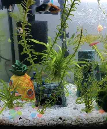 Декор для аквариума Дом Губки Боба с мультфильма аквариумный пейзаж разм 11,5 на 8,5 на 8,5 см оранжевый смола Киев