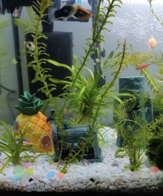 Декор для акваріума Будинок Губки Боба з мультфильма акваріумний пейзаж 11,5 на 8,5 на 8,5 см помаранчевий смола акваріумний декор Київ - фото 4