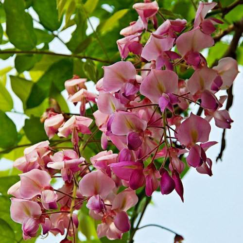 Саженцы глицинии Розовая (черенкованная) - 1-летний Черновцы - изображение 1