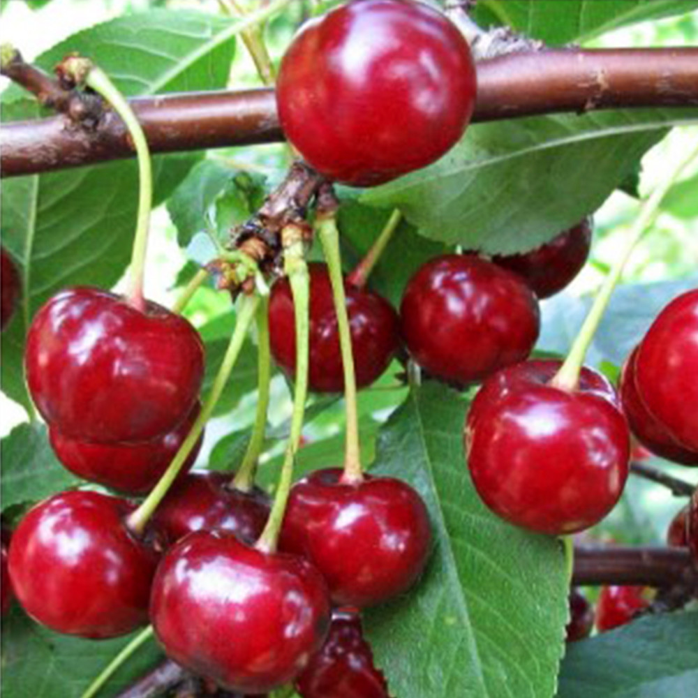 Саджанці вишні Кантереноші (привитий) - 1-річний Чернівці - фото 3