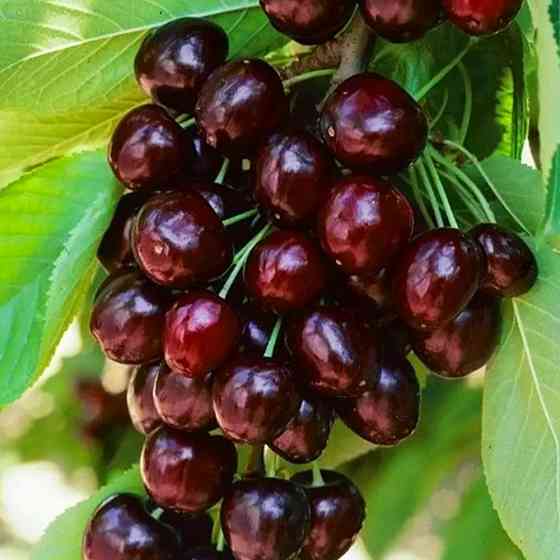 Саженцы черешни Саммит (привита) - 1-летний Черновцы