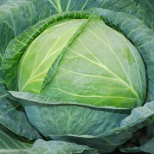Капуста білоголова Одісей F1 20шт Професійне насіння Житомир - изображение 2