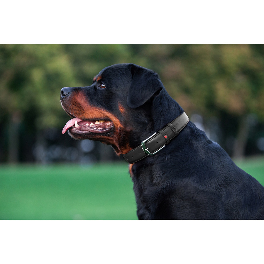 Нашийник для собак шкіряний WAUDOG Glamour з QR паспортом, без прикрас, L, Ш 25 мм, Дов 38-49 с Коломия - фото 7