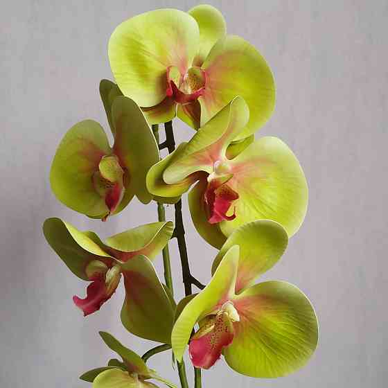 Штучна латексна орхідея VIP в салатовому керамічному кашпо на одну гілку салатово-рожева Дніпро