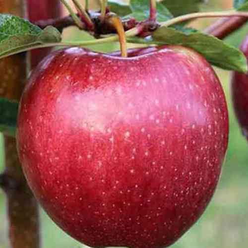 Саджанці яблуні Камео (привитий) - 2-річний Чернівці