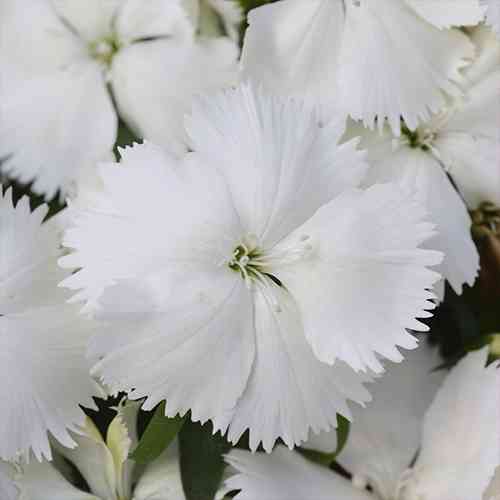 Саженцы гвоздики Китайская Белая (черенкованный) - 2-летний Черновцы