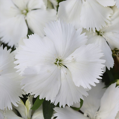 Саженцы гвоздики Китайская Белая (черенкованный) - 2-летний Черновцы - изображение 1