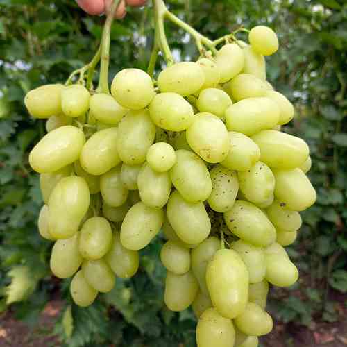 Саженцы винограда Бананас (черенкованный) - 2-летний Черновцы