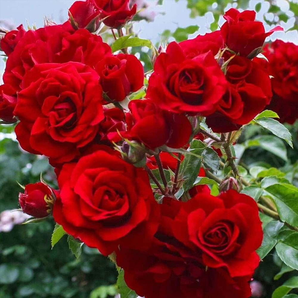 Саженцы плетистых роз Симпатия (привитый) Черновцы - изображение 1