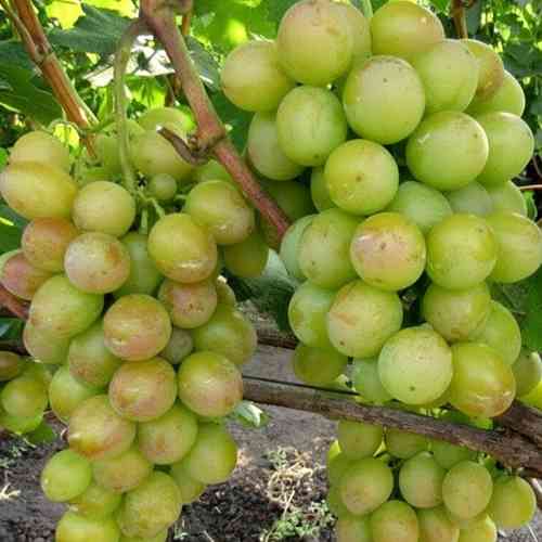 Cаджанці винограду Наташа Ростова (черенкований) - 1-річний Чернівці