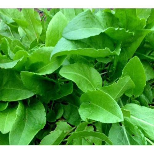 Щавель широколистий Смачний Житомир - изображение 3