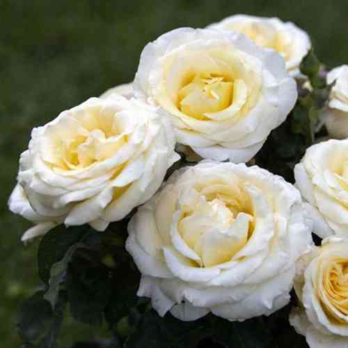 Саджанці троянд Вайт Помпонелла (привитий) - 2-річний Чернівці