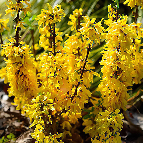 Cаджанці форзиції Японська (черенкований) - 1-річний Чернівці - фото 1