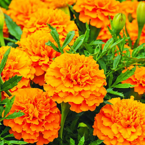 Чорнобривці Гаваї високі 0,5гр WestGard Житомир