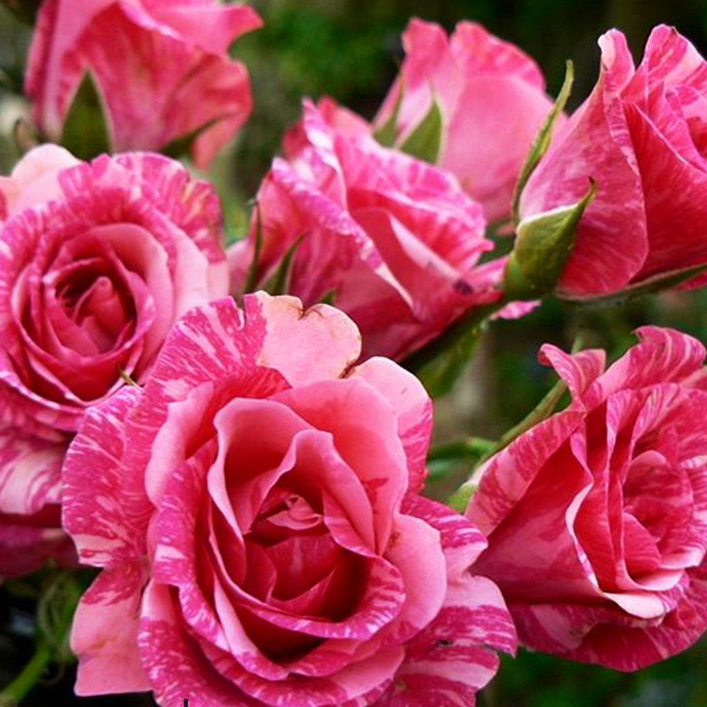 Саджанці бордюрних троянд Пінк Флеш (привитий) Чернівці - фото 1