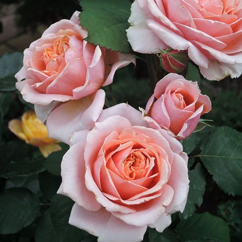 Саджанці троянд Поль Бокюз (привитий) - 2-річний Чернівці - фото 1