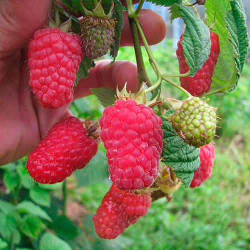 Саджанці малини Ляшка (черенкований) - 1-річний Чернівці - фото 1