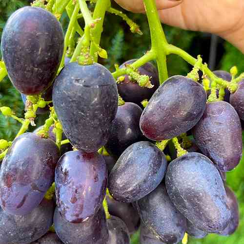 Саженцы винограда Великан (черенкованный) - 1-летний Черновцы