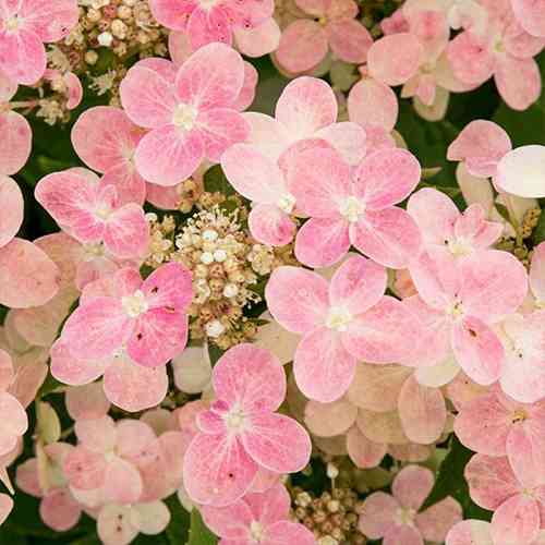 Саджанці гортензії Полістар (черенкований) - 1-річний Чернівці