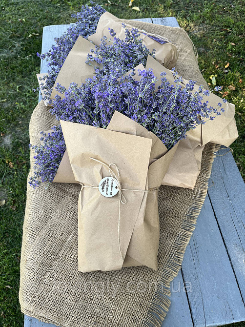 Курупномірні кущі лаванди 80 см в діаметрі для озеленення та ландшафтного дизайну. Ірпінь - фото 9