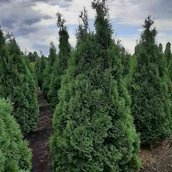 Саженцы западной туи Холмструп Черновцы