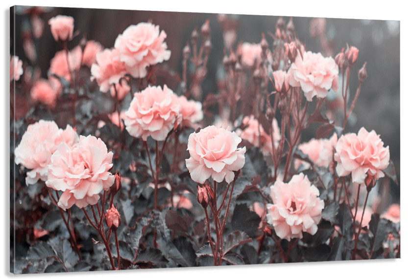 Картина полотно у вітальню / спальню  Троянди   MLP_351 ( 60х30см ) 70x140 см Київ - фото 1