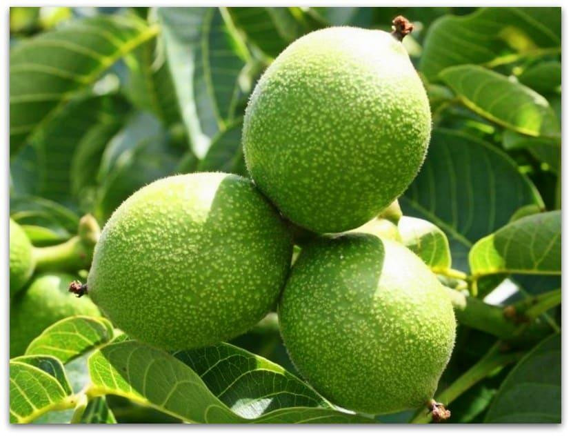 Саженцы Грецкого Ореха Буковинський 1 год Киев - изображение 1