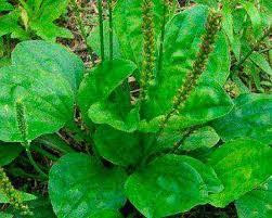 Подорожник великий (Подорожник большой)100г master sem Киев - изображение 2