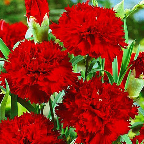 Саджанці гвоздики Королівська Червона (черенкований) - 2-річний Чернівці - фото 1