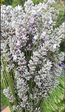 Дворічні кущі білої лаванди сорту Ellegance Snow Ірпінь