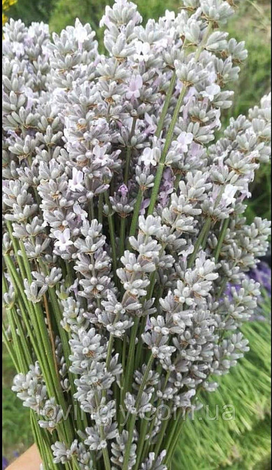 Дворічні кущі білої лаванди сорту Ellegance Snow Ірпінь - фото 2